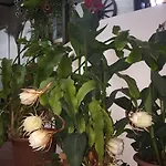 Апартаменты Estia Vasilis Manoli *