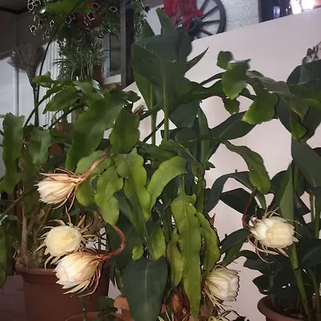 Apartment Estia Vasilis Manoli *