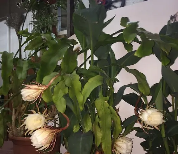 Lejlighed Estia Vasilis Manoli *